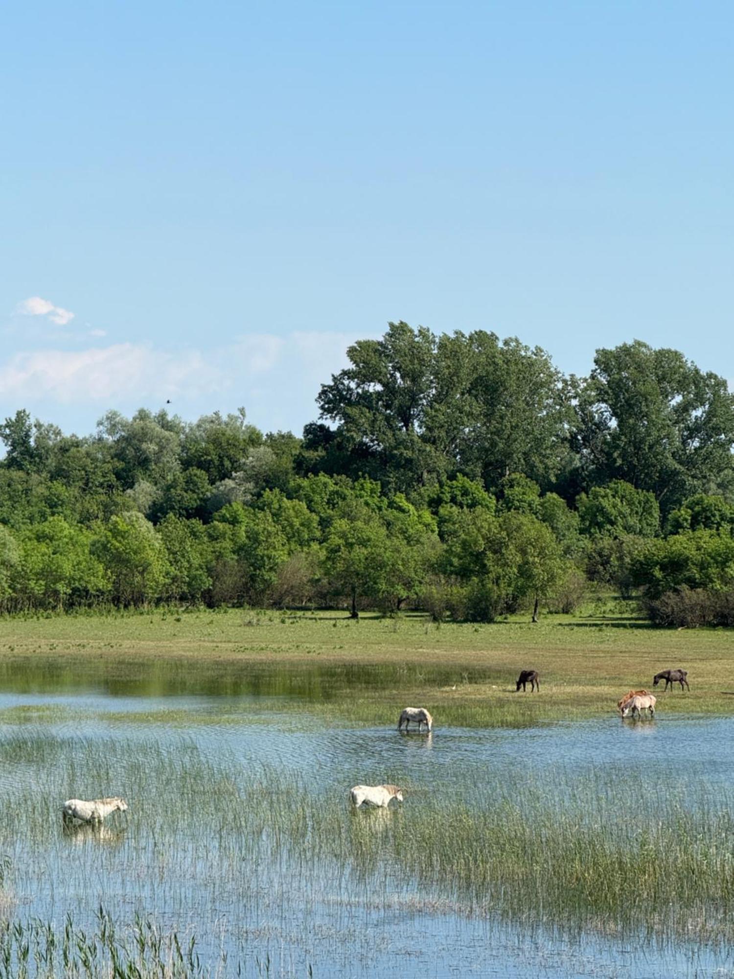 Lake Skadar Paradise Dodosi Kültér fotó
